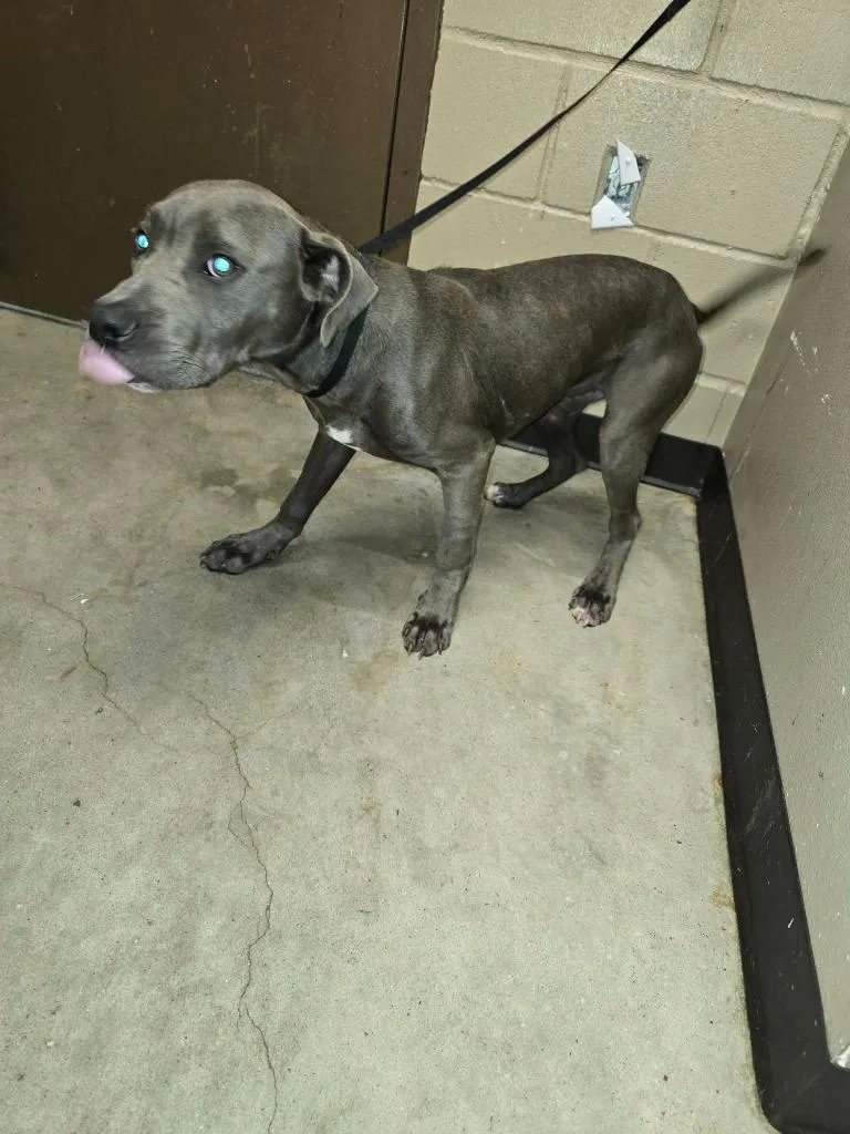 A baby medium-sized male Pit Bull Terrier dog named Memphis for adoption in Huntsville, TX