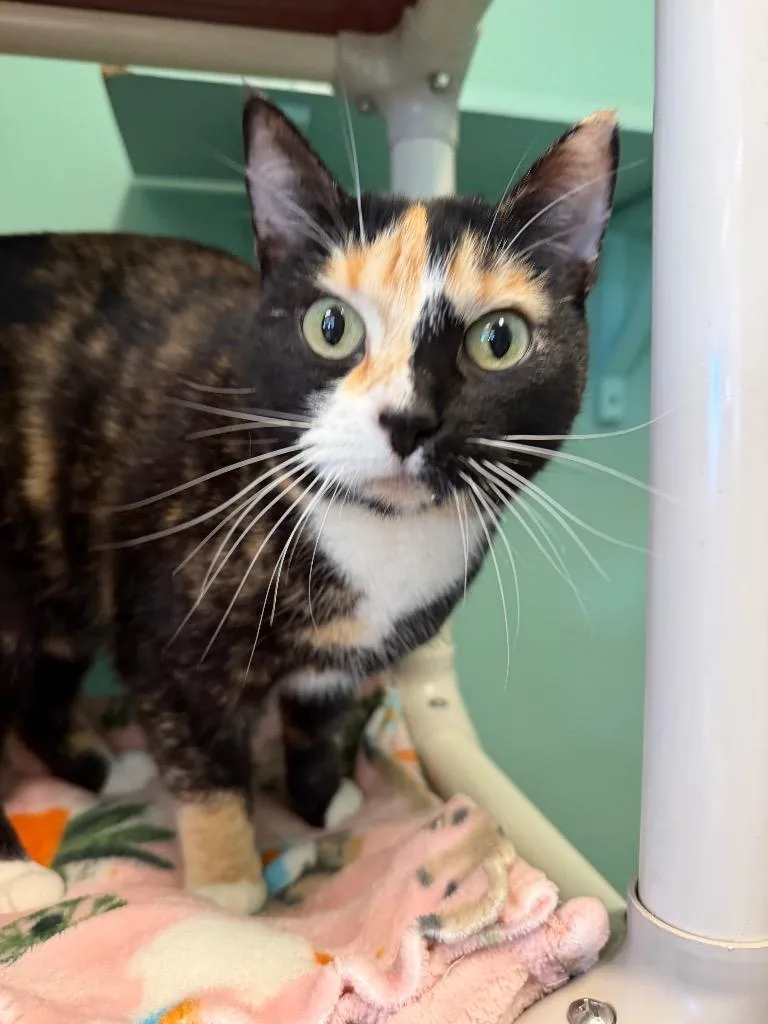 An adult medium-sized female Calico Domestic Short Hair cat named Jazzy for adoption in Amery, WI