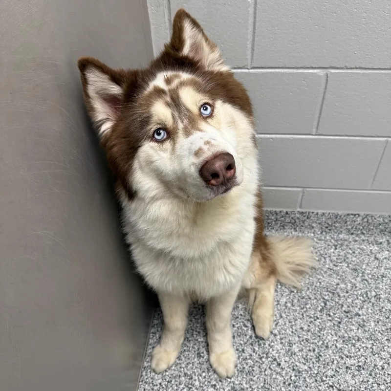 An adult medium-sized male Brown / Chocolate Husky dog named Yount for adoption in Brookfield, WI