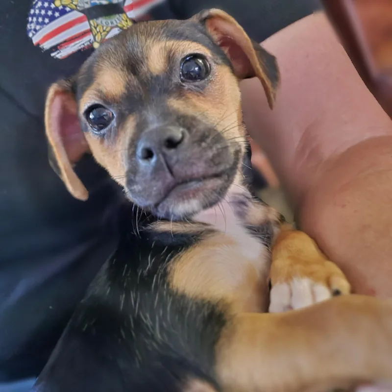 A baby small-sized female Chiweenie dog named Stella for adoption in Eustis, FL