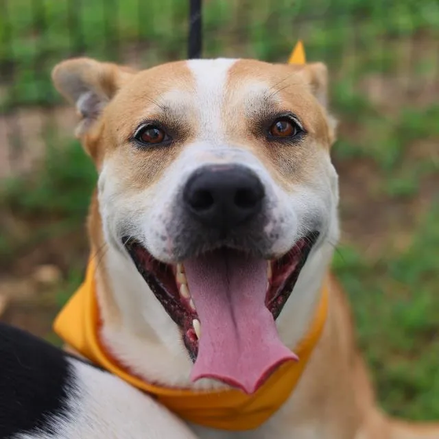 An adult medium-sized male Labrador Retriever dog named Jasper for adoption in San Antonio, TX