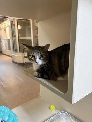 An adult small-sized male Domestic Short Hair cat named a Axel for adoption in North Charleston, SC