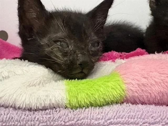 A baby small-sized female Domestic Medium Hair cat named Thelma for adoption in Ontario, CA