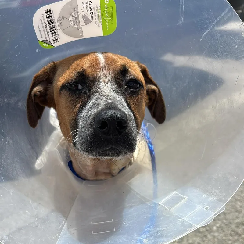 A young medium-sized female Brown / Chocolate Mixed Breed dog named Blossom for adoption in Merritt Island, FL