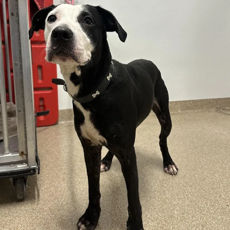 An adult large-sized female Black Mixed Breed dog named Kisses for adoption in League City, TX