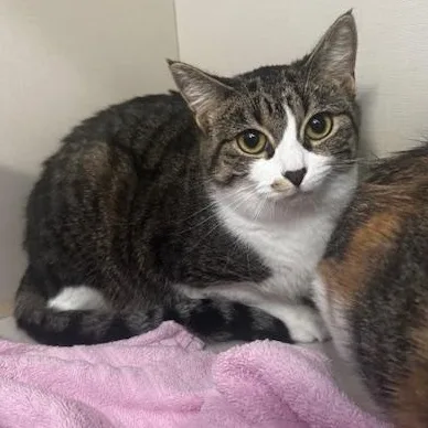 A young medium-sized female Tabby (Gray / Blue / Silver) Domestic Short Hair cat named Pip and Ally for adoption in Hutchinson, MN