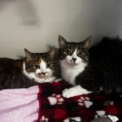 Pip and Ally thumbnail 2