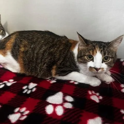 Pip and Ally thumbnail 3