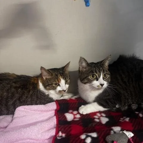 Pip and Ally thumbnail 4