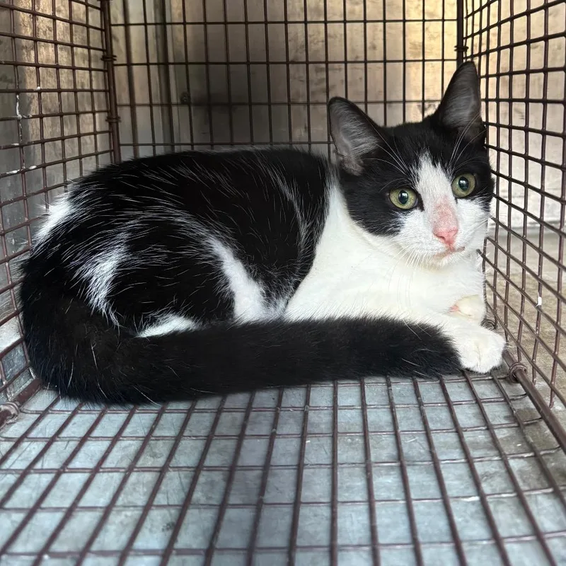A young small-sized female Black Domestic Short Hair cat named Licorice for adoption in Lufkin, TX