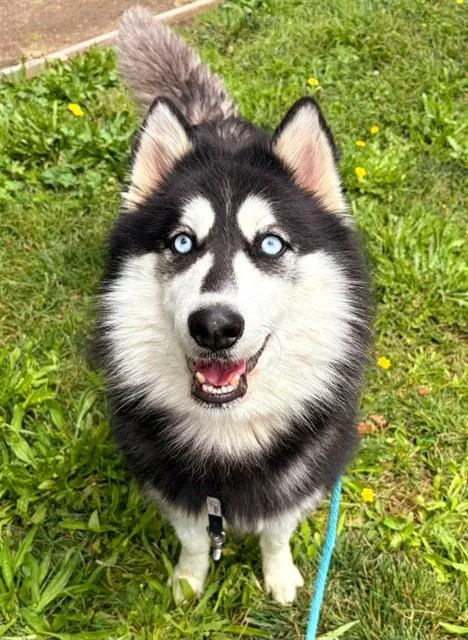 Skylar