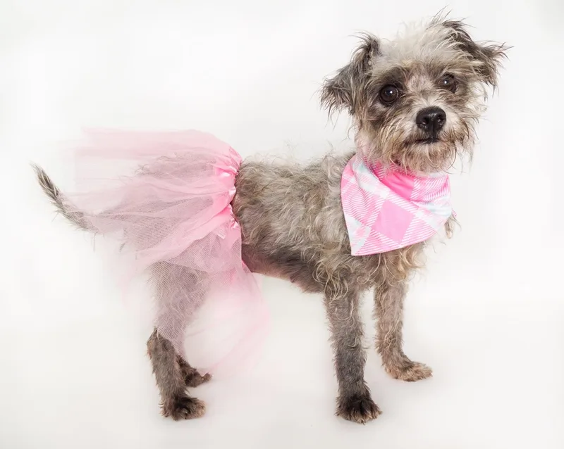 A young small-sized female Gray / Blue / Silver Terrier dog named Ayla for adoption in PHOENIX, AZ