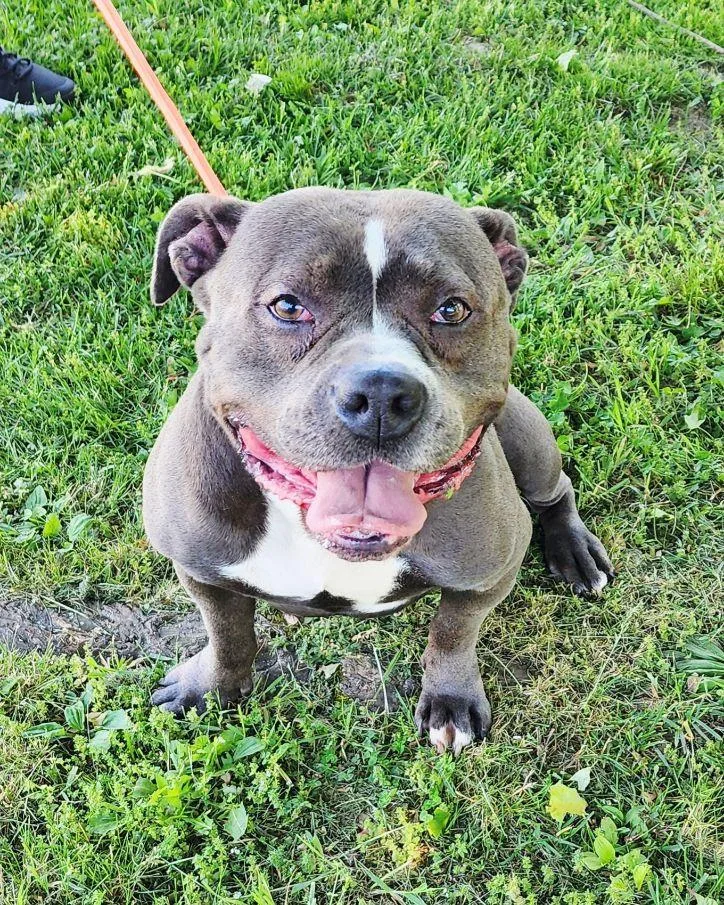 A young medium-sized female Gray / Blue / Silver American Staffordshire Terrier dog named Violet for adoption in Perth Amboy, NJ