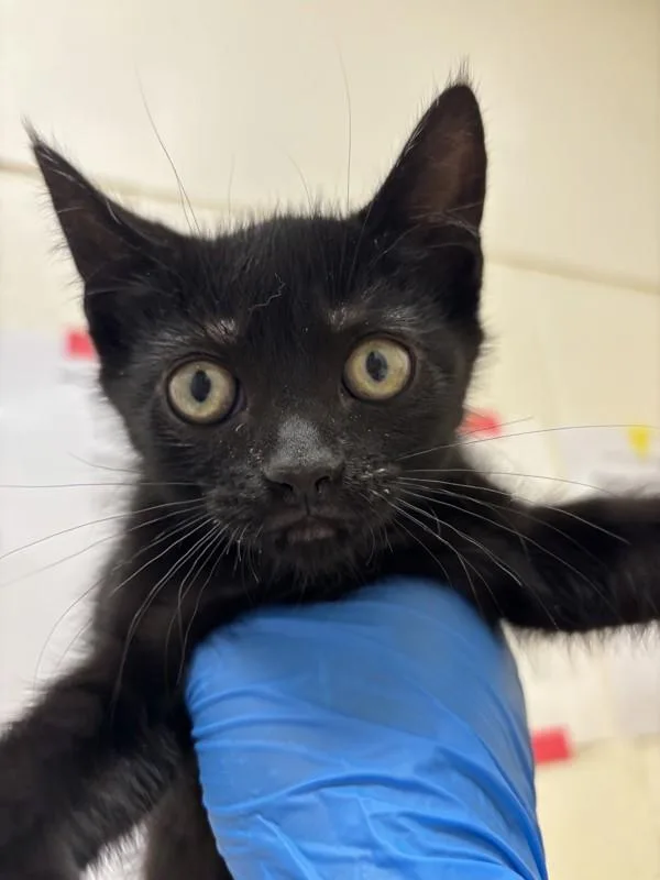 A baby small-sized female Domestic Short Hair cat named Ernie for adoption in Santa Rosa, CA