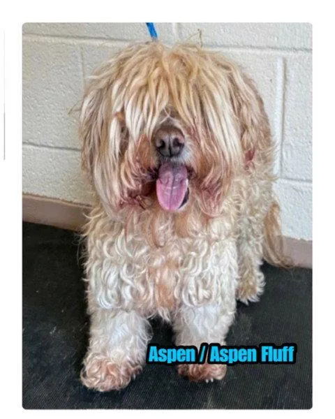 Aspen Fluff thumbnail 3
