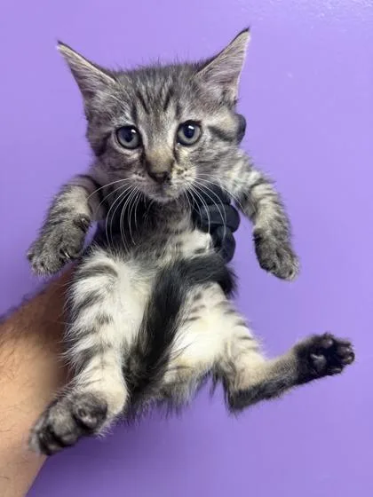 A baby small-sized female Gray / Blue / Silver Domestic Short Hair cat named 61051577 for adoption in El Paso, TX