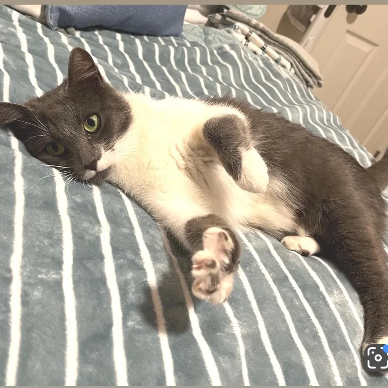 A young medium-sized female Gray / Blue / Silver Domestic Short Hair cat named Marina for adoption in Peachtree City, GA