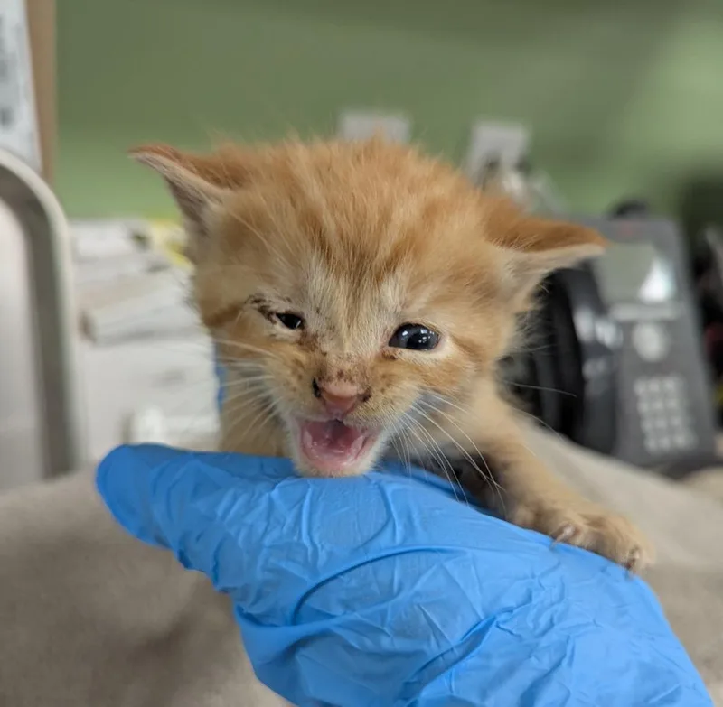 A baby medium-sized female Domestic Short Hair cat named Daffy for adoption in La Porte, IN