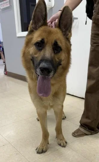 An adult large-sized male German Shepherd Dog dog named Abraham for adoption in Killeen, TX