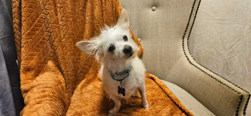 A young small-sized female Terrier dog named Olivia for adoption in De Pere, WI