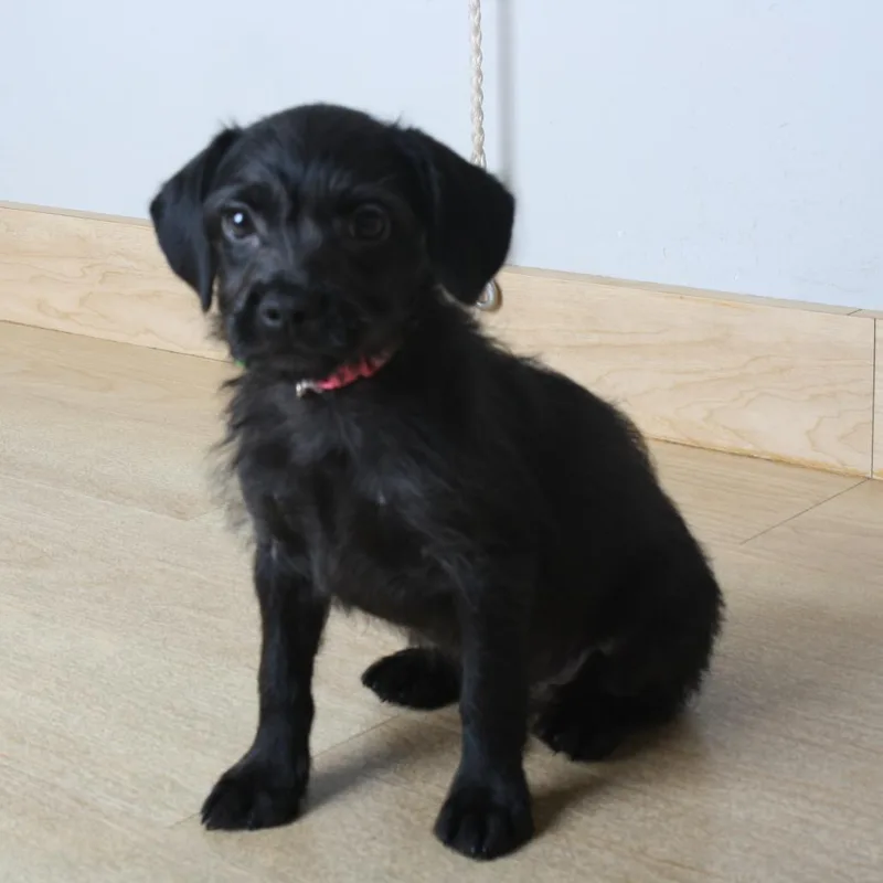A baby small-sized female Black Chihuahua dog named Roxy Rufflebottoms D for adoption in Minnetonka, MN