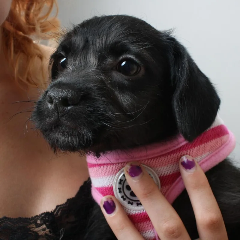 Roxy Rufflebottoms D thumbnail 2