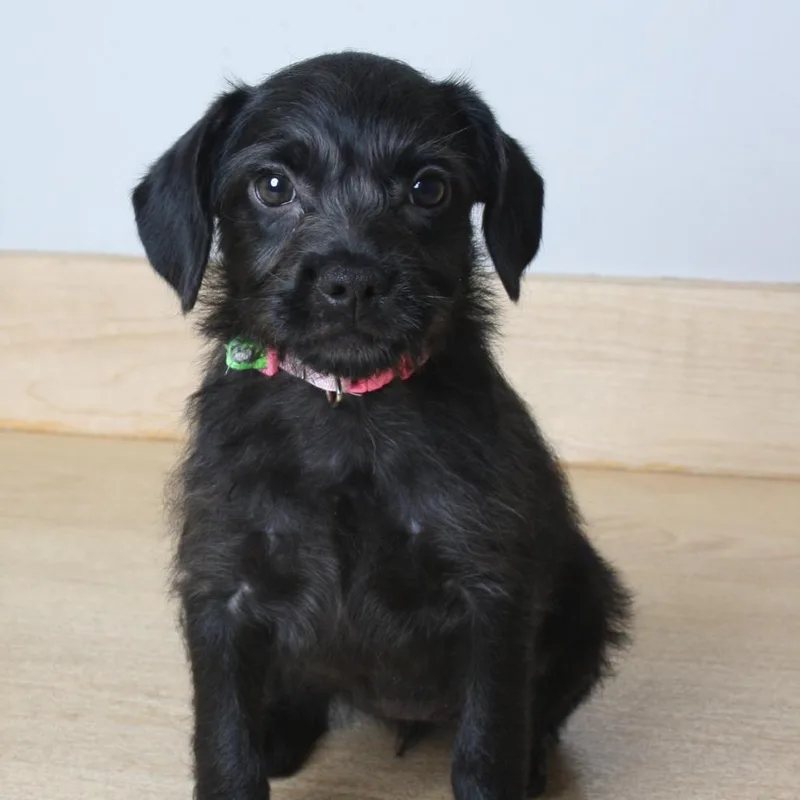 Roxy Rufflebottoms D thumbnail 6