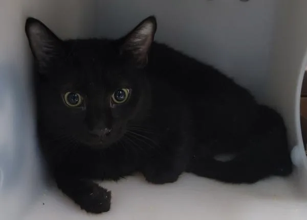 A young medium-sized male Domestic Short Hair cat named Triceratops for adoption in Staten Island, NY