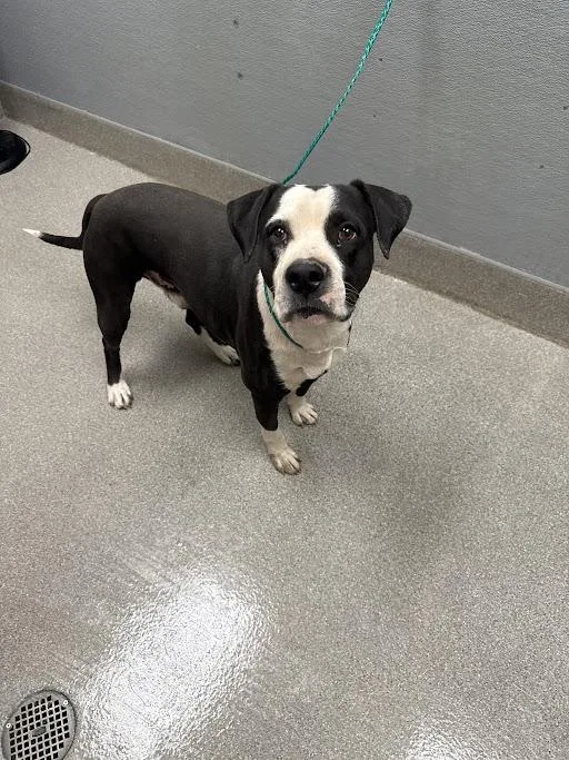 A young large-sized male Pit Bull Terrier dog named Porkchop for adoption in Las Vegas, NV