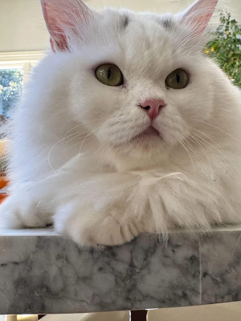 An adult medium-sized male Persian cat named Maxmillian for adoption in Woodmere, NY