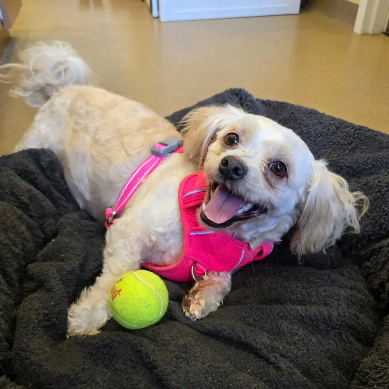 An adult small-sized female White / Cream Mixed Breed dog named Rosie for adoption in Naples, FL