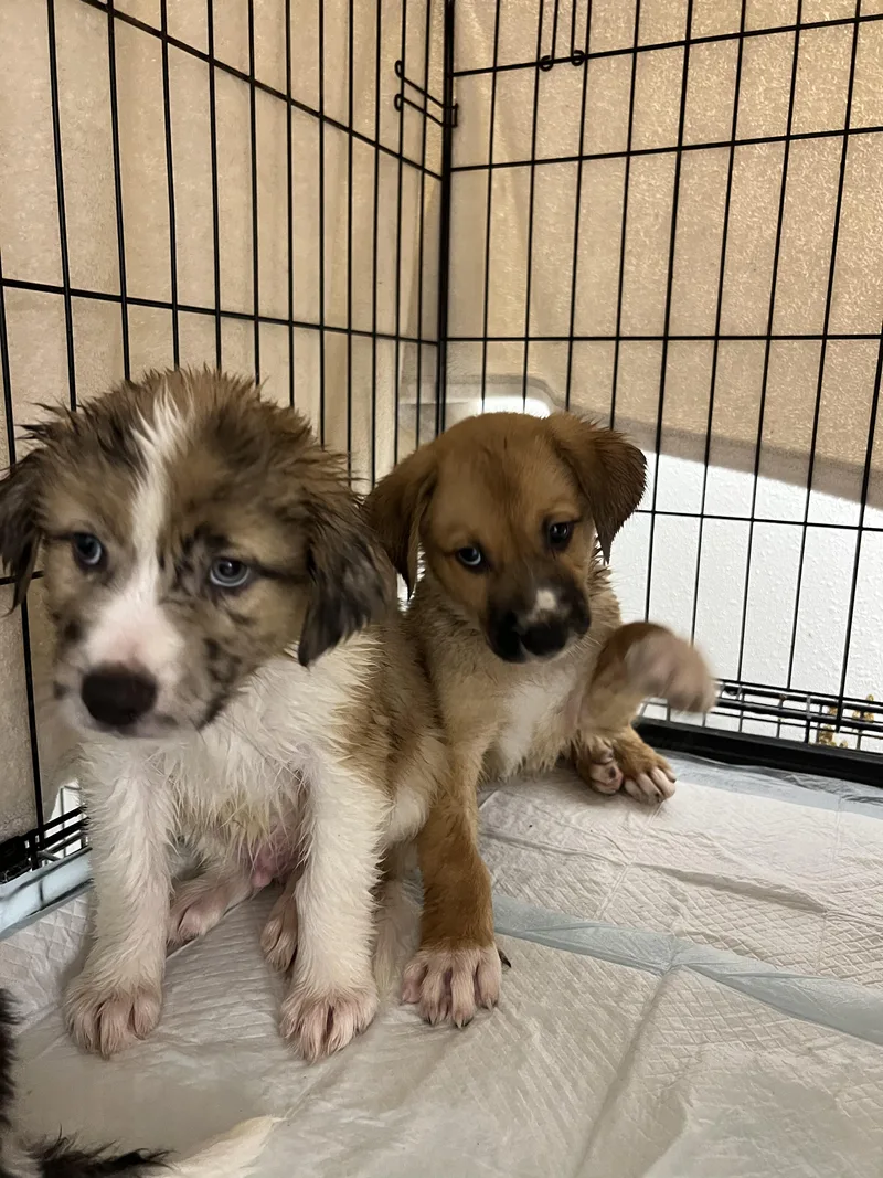 A baby large-sized male White / Cream Australian Shepherd dog named Moe for adoption in Fort Collins, CO