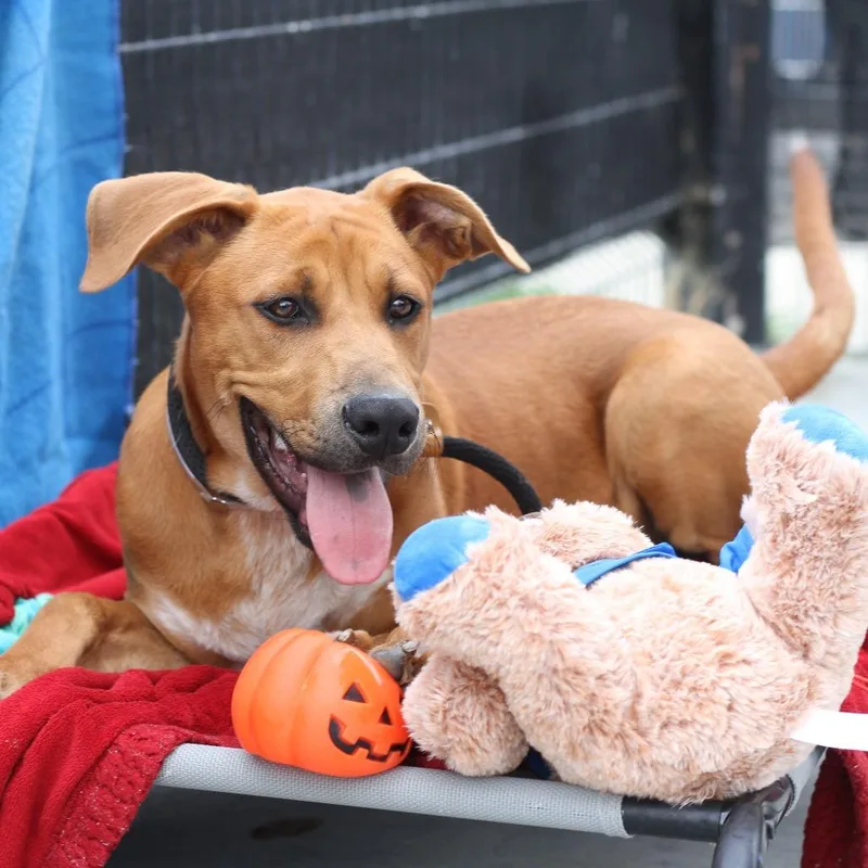A young large-sized male Yellow / Tan / Blond / Fawn Pit Bull Terrier dog named Howler for adoption in Long Beach, CA