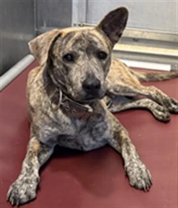 A young medium-sized male Pit Bull Terrier dog named Marvel for adoption in Lancaster, CA