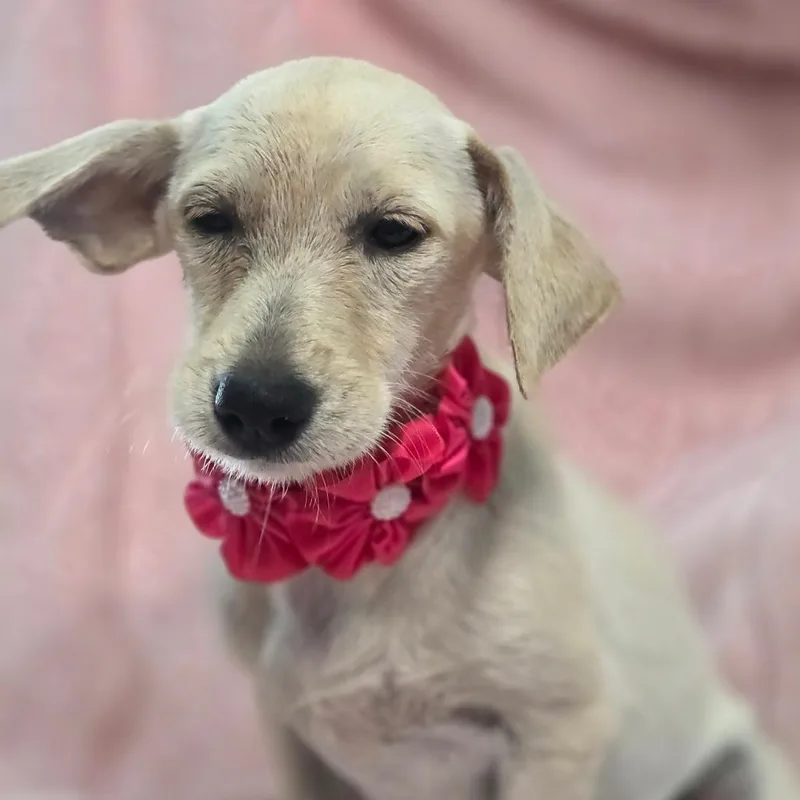 A baby small-sized female Chihuahua dog named Taylor Swift for adoption in Wiggins, MS
