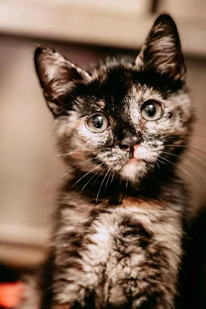 A baby small-sized female Domestic Short Hair cat named Clawdia for adoption in Dothan, AL