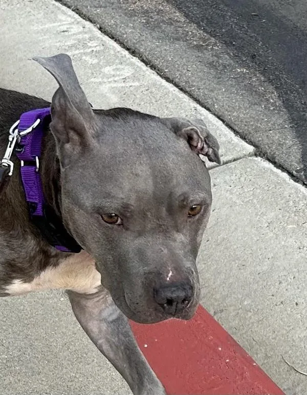 An adult medium-sized female Pit Bull Terrier dog named Bella for adoption in Oceanside, CA