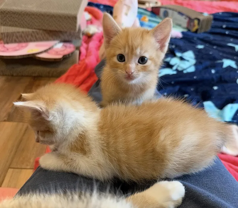 A baby medium-sized male Orange & White Tabby cat named Artie for adoption in Blanch, NC