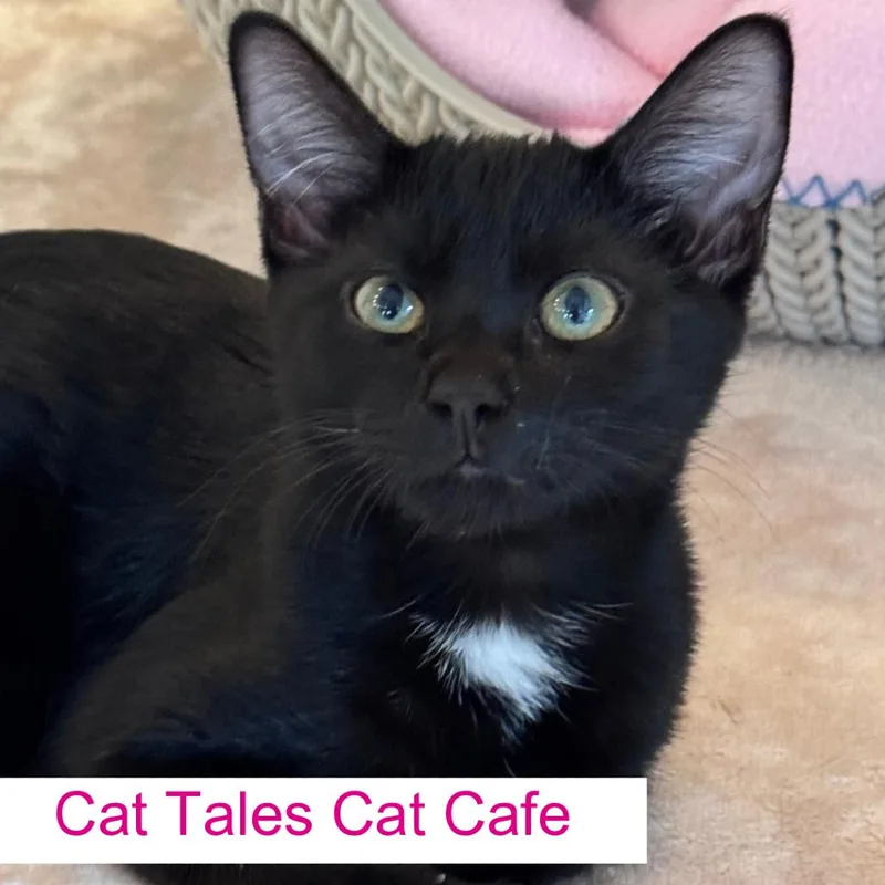 A baby small-sized male Black Domestic Short Hair cat named Mars for adoption in Chapel Hill, NC