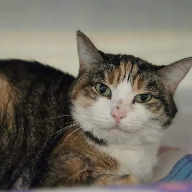 A senior medium-sized female Brown / Chocolate Domestic Short Hair cat named Bunbun for adoption in Hinsdale, IL