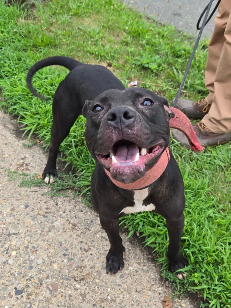 A young medium-sized male Pit Bull Terrier dog named Fifa for adoption in Trenton, NJ