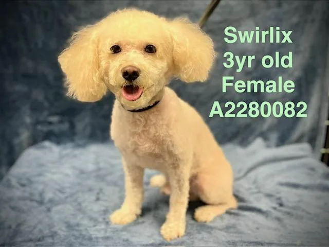 An adult small-sized male Maltese dog named Swirlix for adoption in Chatsworth, CA