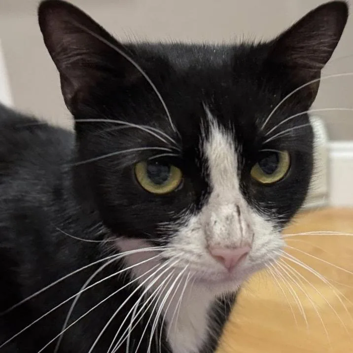 A young medium-sized female Black Domestic Short Hair cat named Notdog for adoption in Providence, RI
