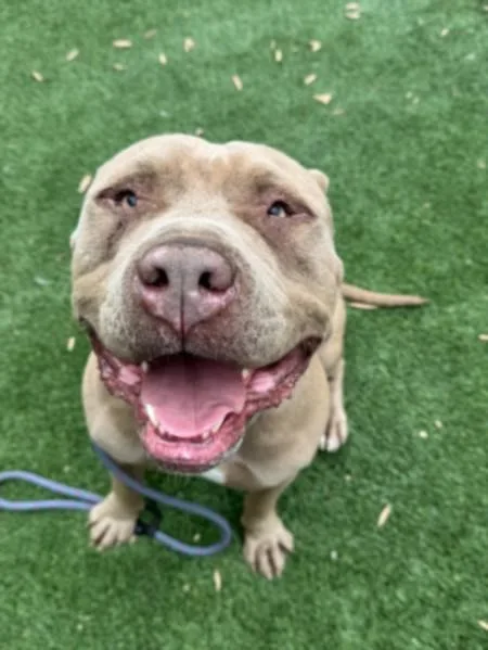 An adult large-sized male Pit Bull Terrier dog named Gordo for adoption in Los Angeles, CA