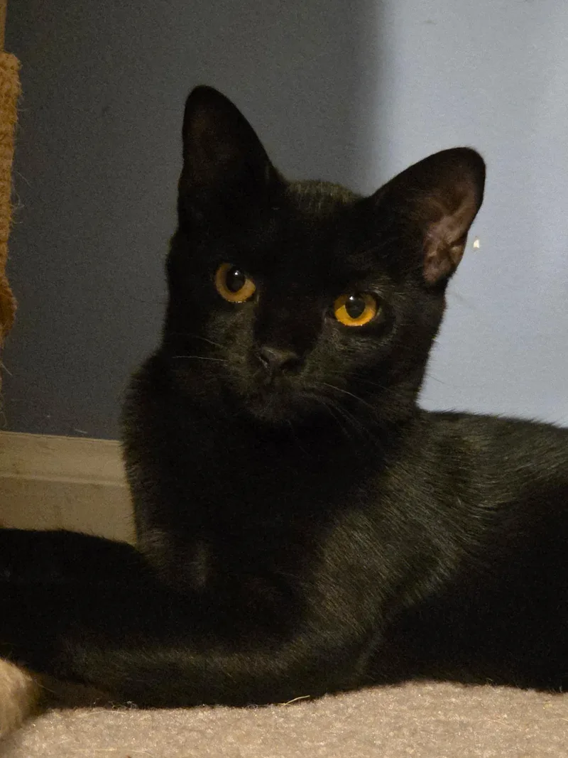 A young medium-sized female Black Abyssinian cat named Fettuccine for adoption in Burlington, NC