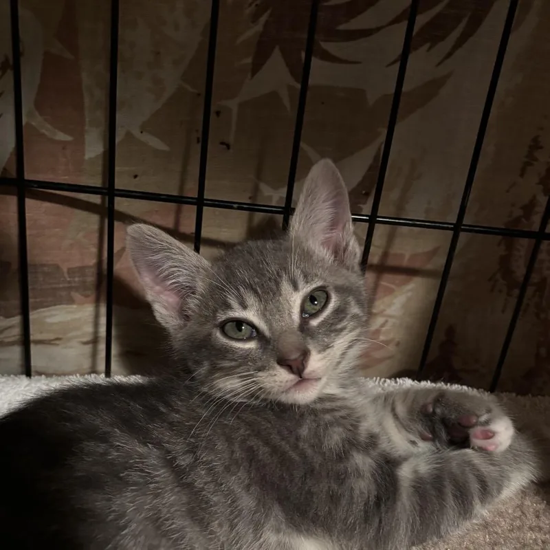 A baby small-sized male Gray / Blue / Silver Domestic Short Hair cat named Arden for adoption in Redwood City, CA