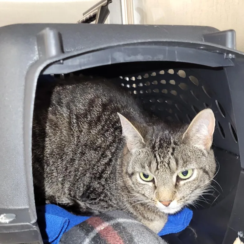 An adult medium-sized female Brown / Chocolate Domestic Short Hair cat named Pip for adoption in East Smithfield , PA
