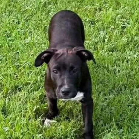 A baby small-sized male Pit Bull Terrier dog named Beans for adoption in New Tazewell, TN