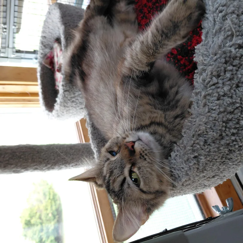 An adult medium-sized female Tabby (Brown / Chocolate) Domestic Medium Hair cat named Tilly for adoption in Littleton, NH