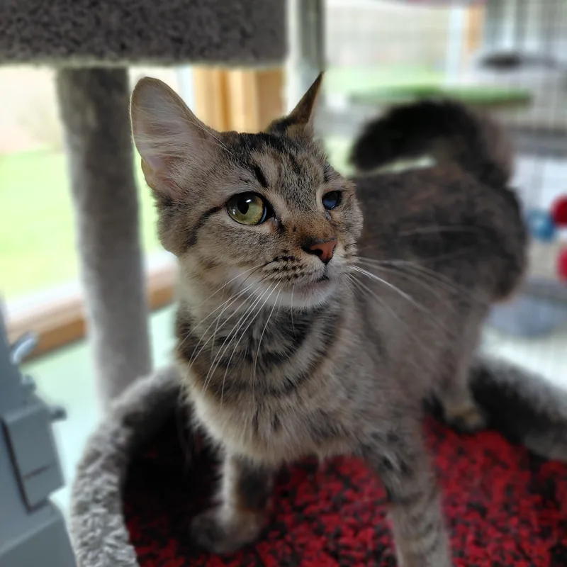 Tilly thumbnail 3
